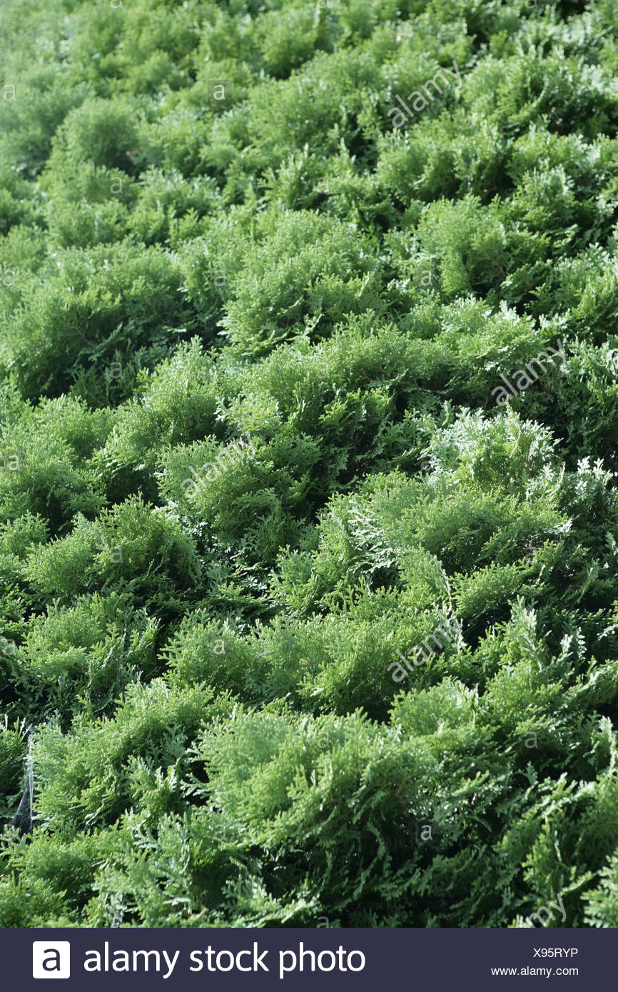 Lebensbaum Thuja Spec Detail Aste Hecken Thujahecke Tujenhecke