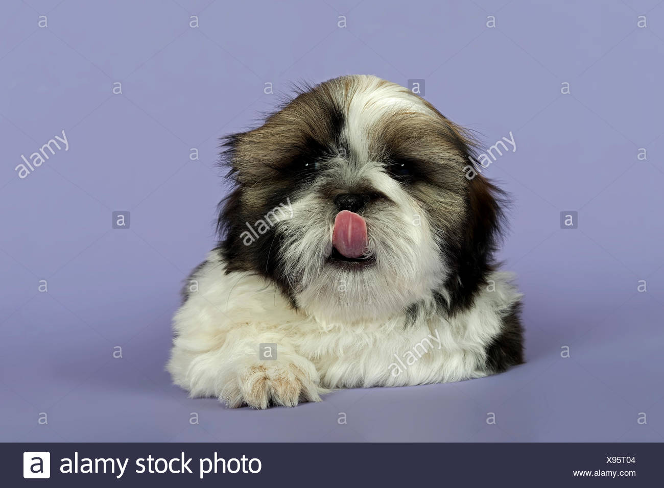 Shih Tzu Welpen 10 Wochen Gold Weiss Stockfotografie Alamy