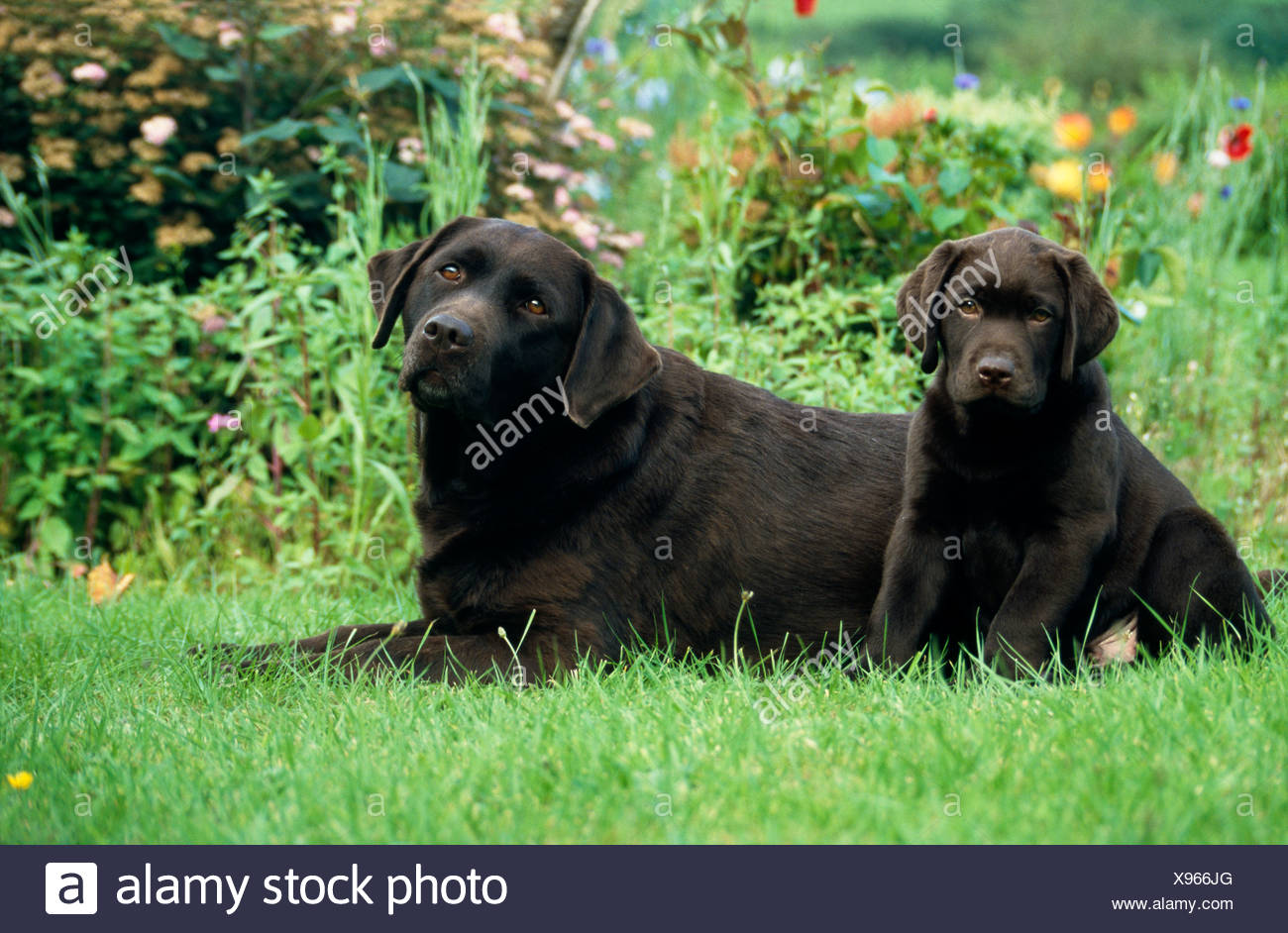 Ausgewachsenen Chocolate Labrador Retriever Und Welpen Sitzen Auf