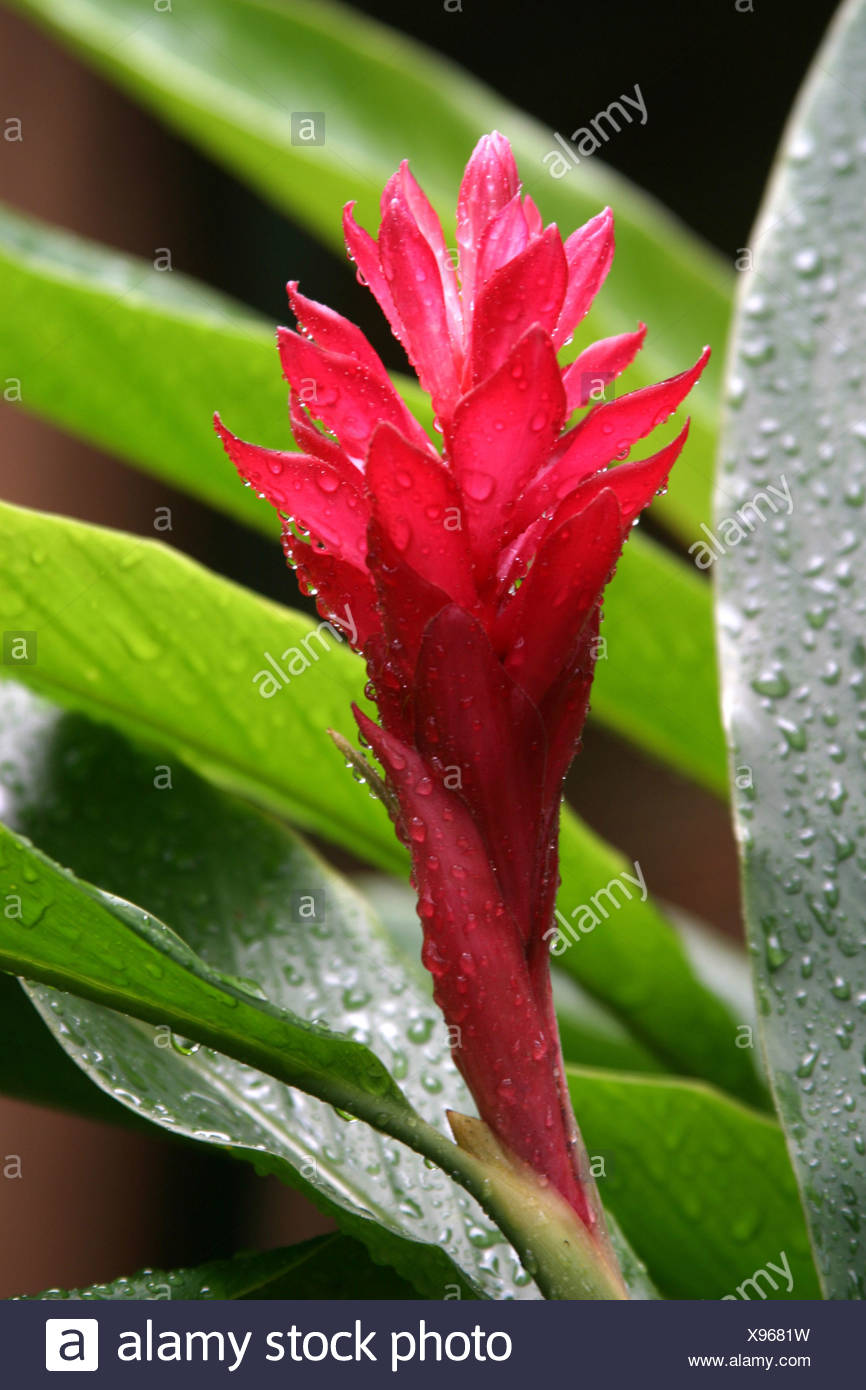 Exotische Blumen Eine Rote Ingwertee Blute Mit Wassertropfen Auf Ihren Leuchtenden Rosa Bluten Und Blatter Apsana Stockfotografie Alamy