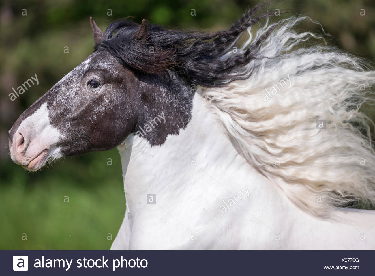 Horse Mane Flowing Stockfotos und bilder Kaufen Alamy