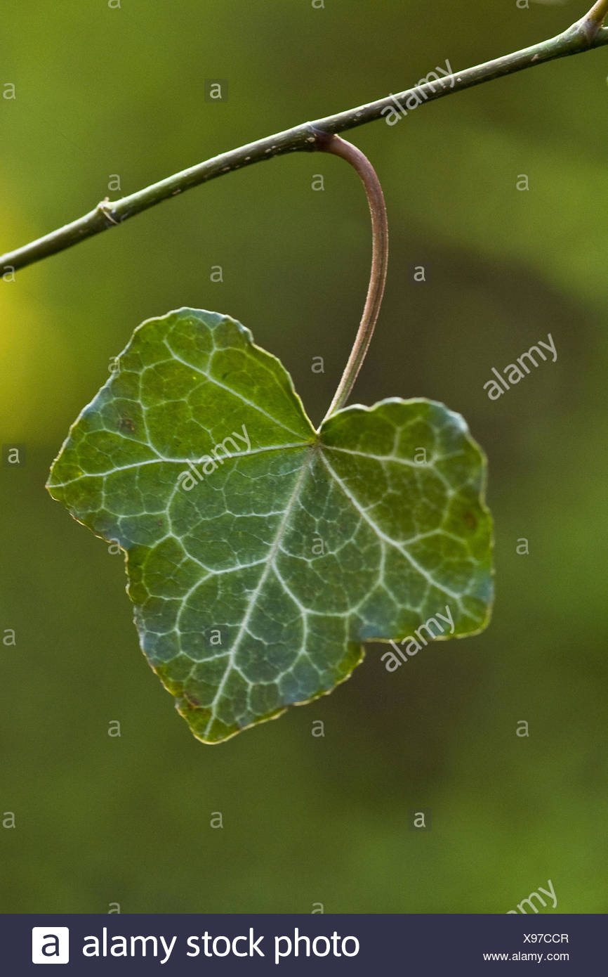 gemeinsamen Efeu, Hedera helix Stockfoto