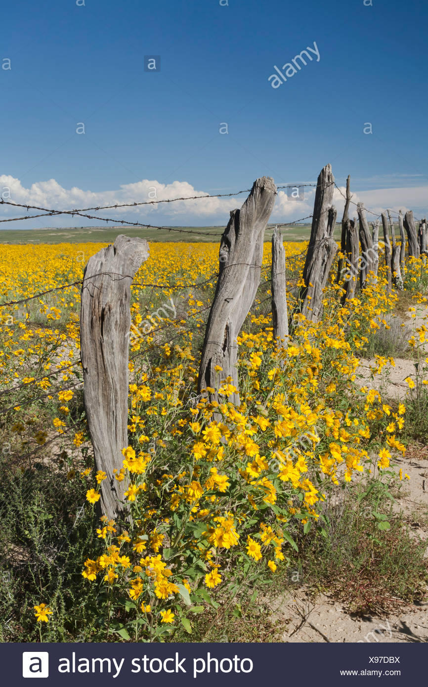 Wild Flowers In New Mexico Stockfotos Und Bilder Kaufen Alamy