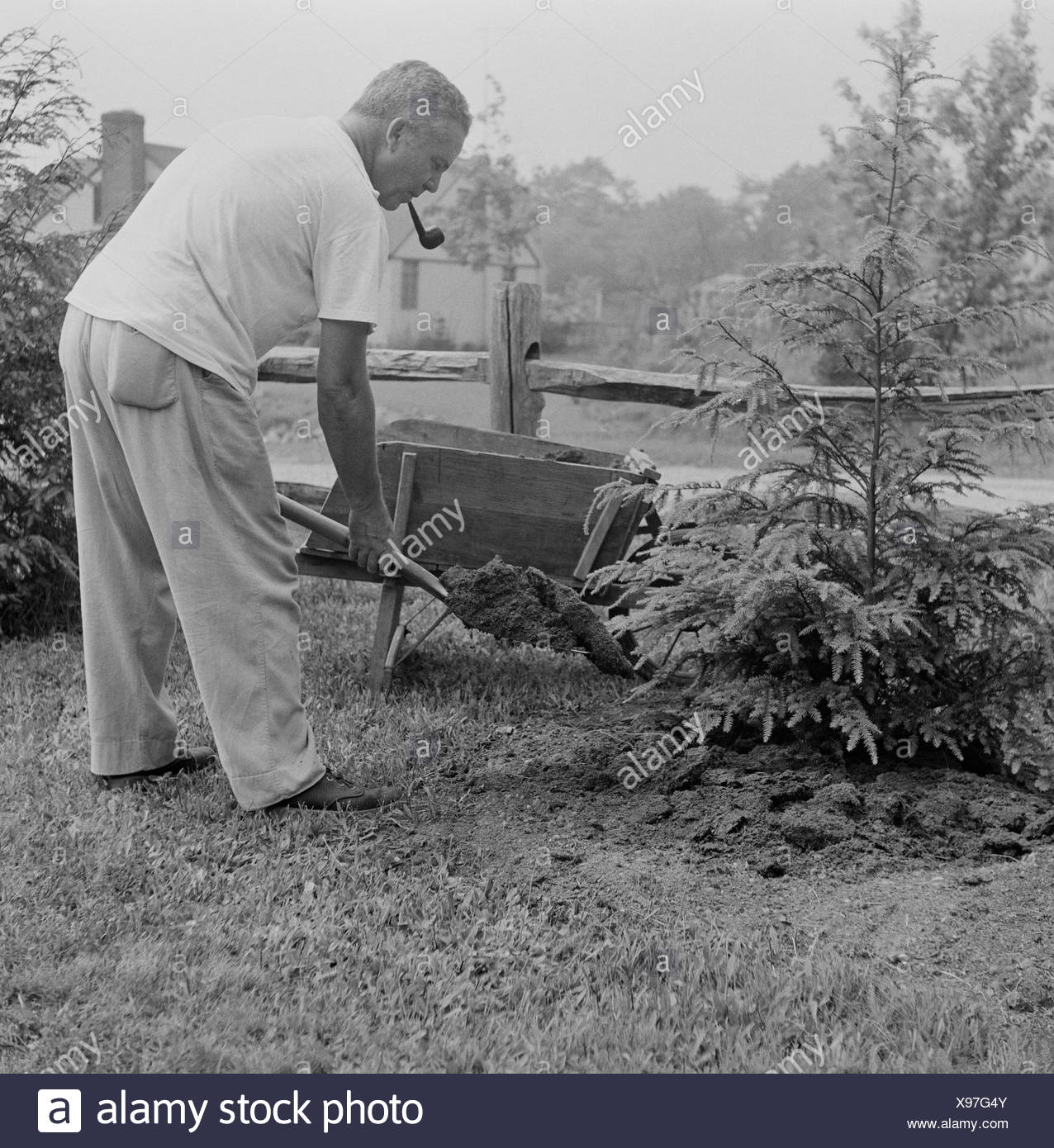 Reifer Mann Mit Pfeife Kiefer Baum Im Garten Pflanzen Stockfoto