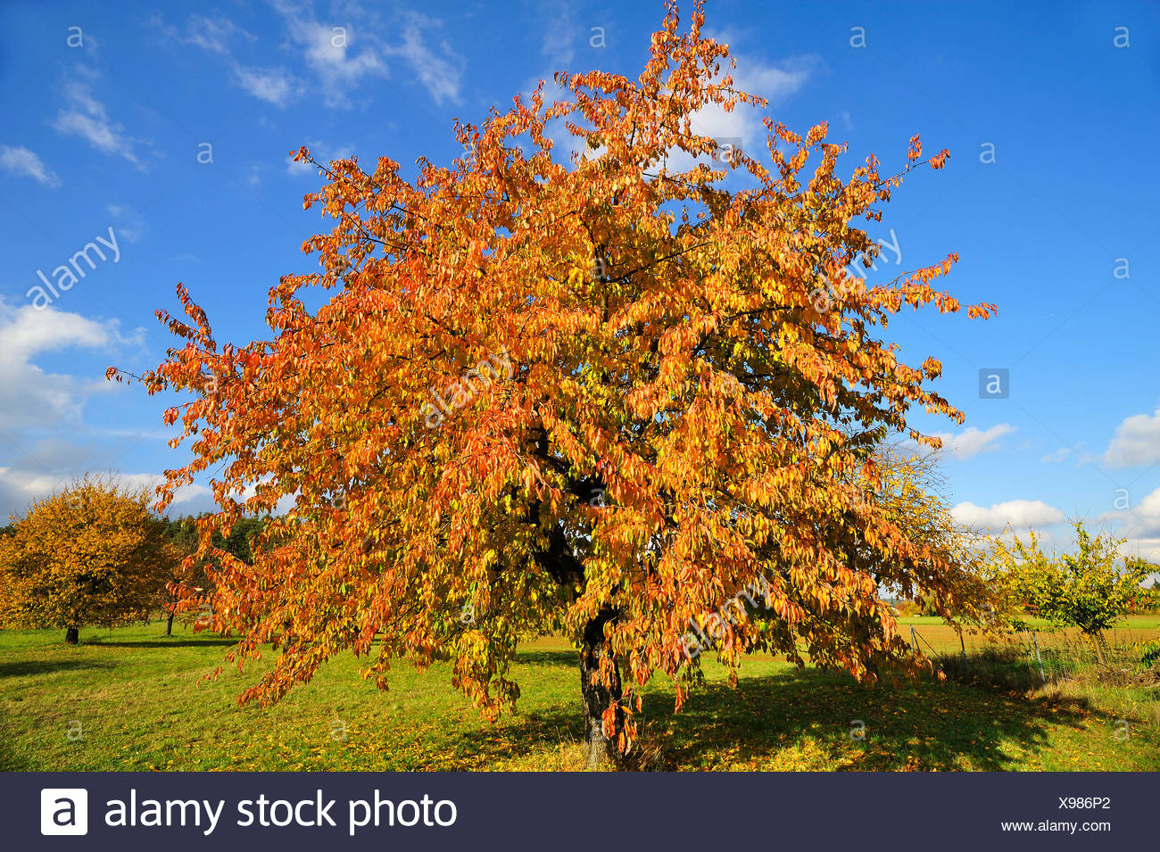 Einzelner Kirschbaum Im Herbst Stockfotos und bilder Kaufen Alamy