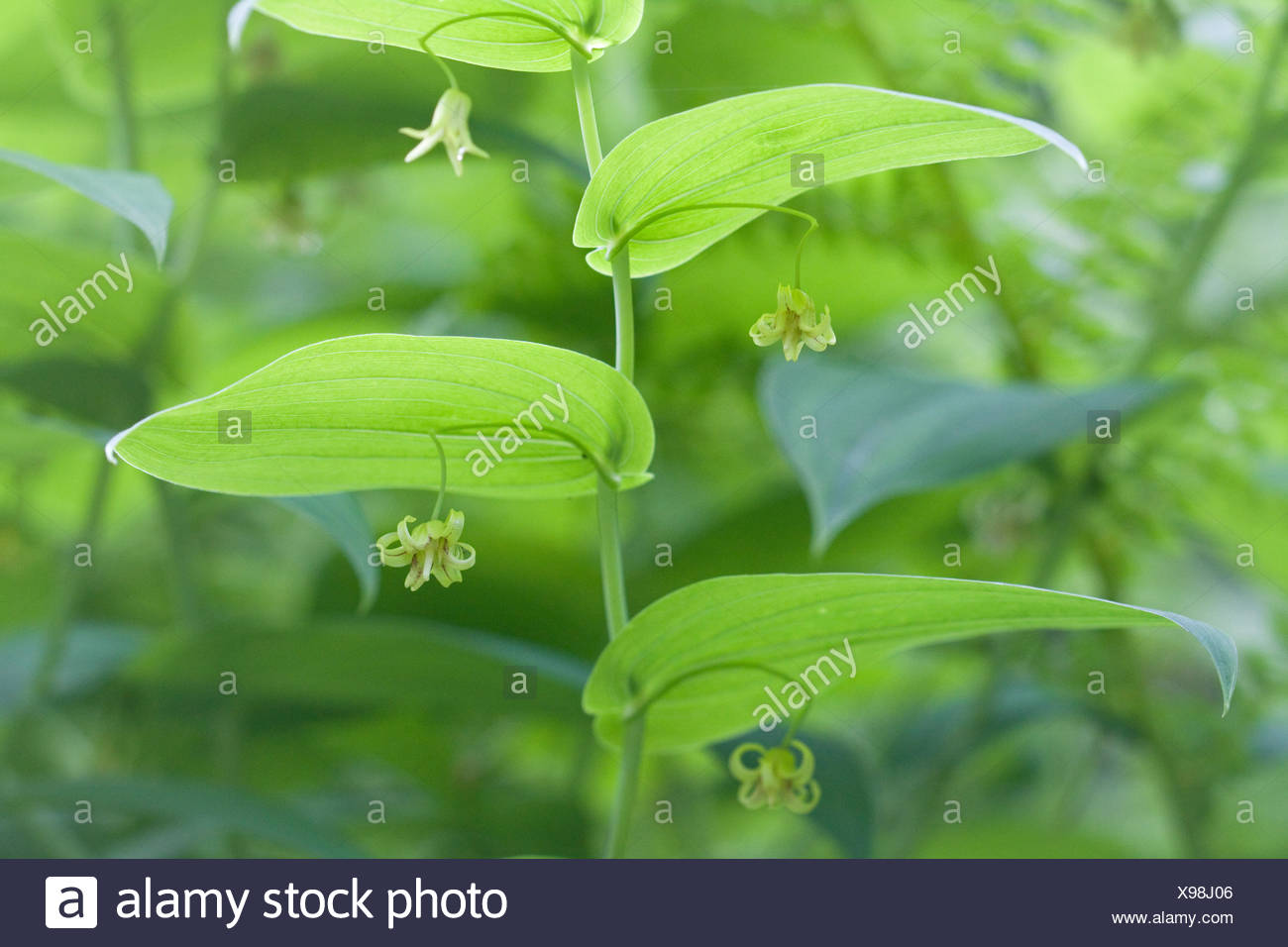 Grunblattrige Gemuse Stockfotos Und Bilder Kaufen Alamy