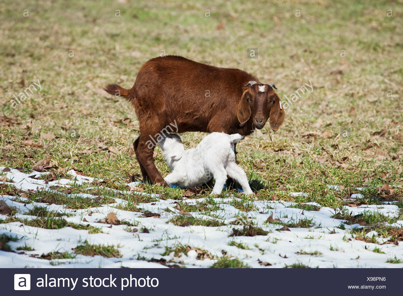 Vieh Rasse Doe Fleisch Ziege Mit Ihrem Pflege Kind Auf Einer Weide Winter Mit Schnee Vermischt Arkansas Usa Stockfotografie Alamy