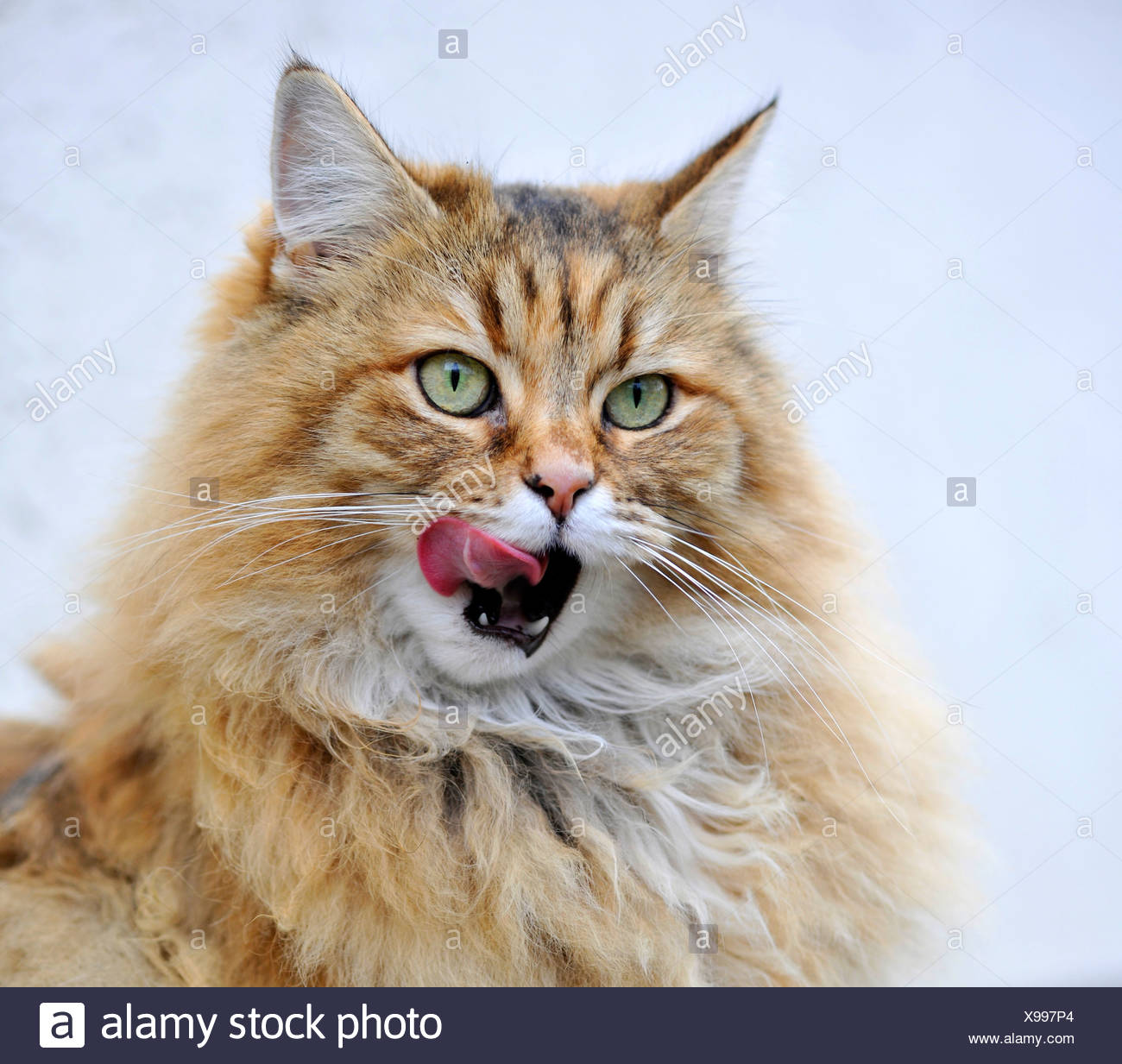 Persische Katze Lecken Maul Stockfoto Bild 281101468 Alamy