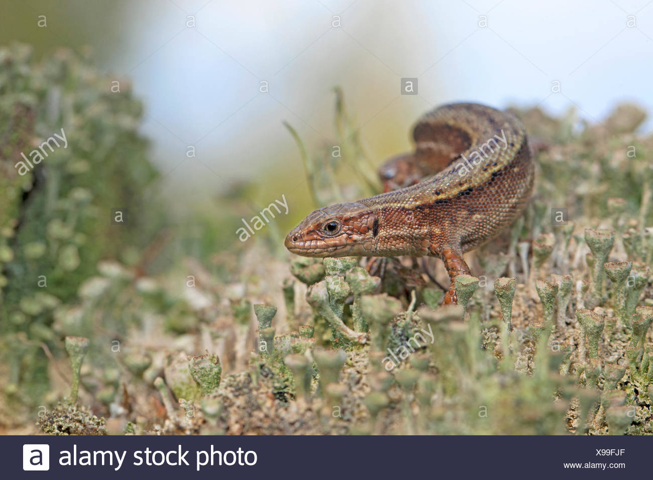 Vivipare Eidechse (Zootoca Vivipara) Stockfoto