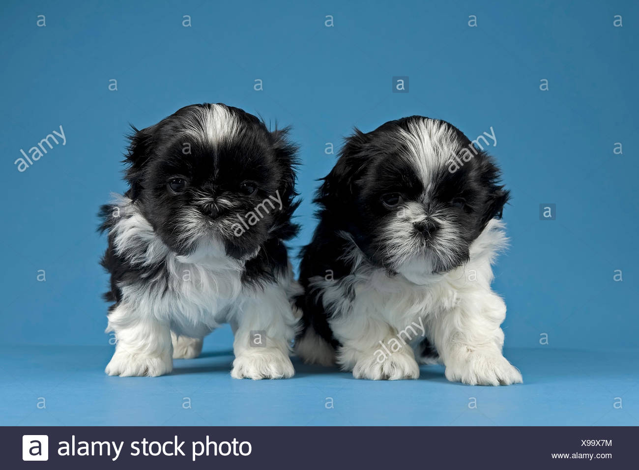 Zwei Shih Tzu Welpen 4 Wochen Schwarz Weiss Stockfotografie Alamy