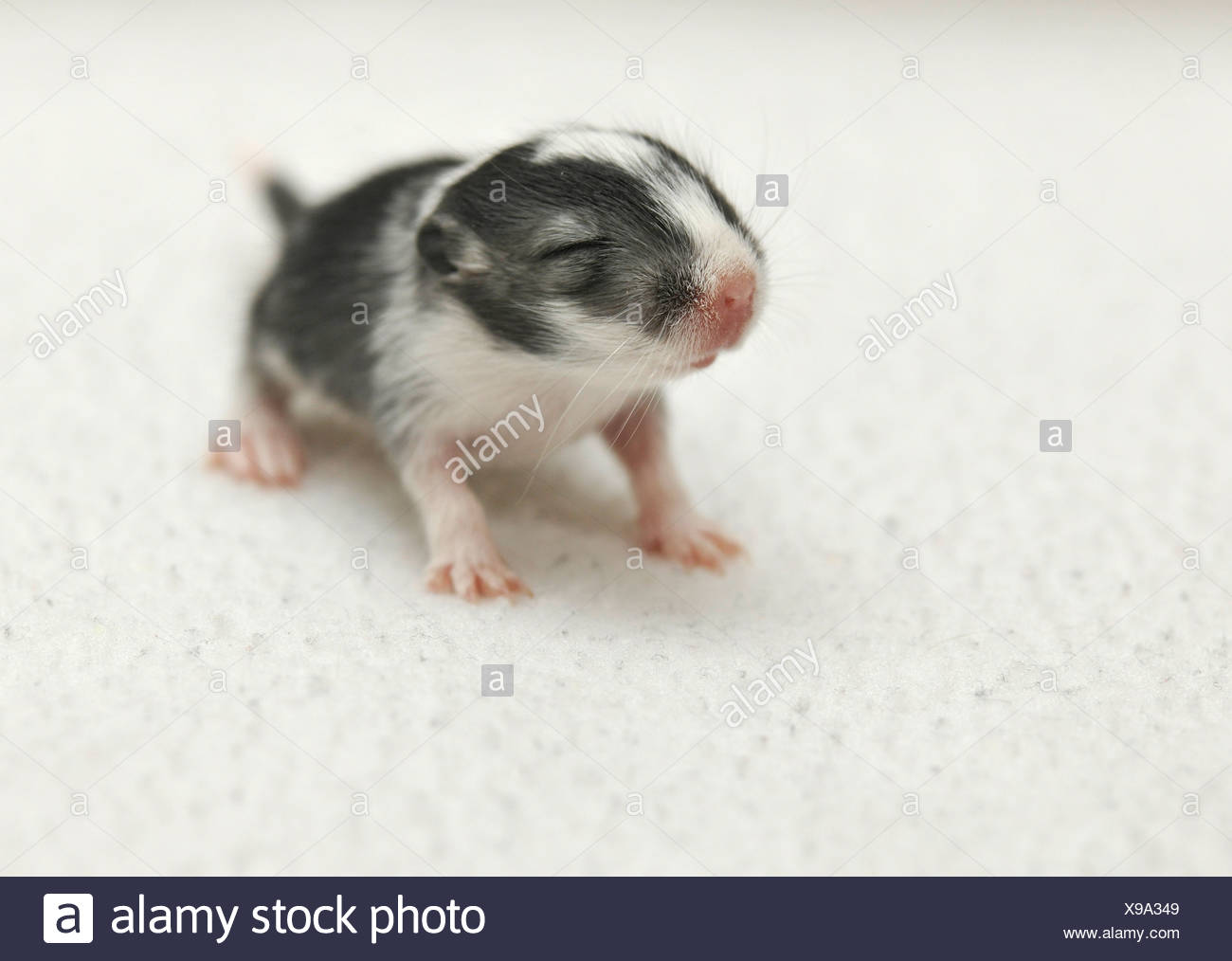 Mongolische gehalten oder Mongolische Wüstenrennmaus (Meriones Unguiculatus) jung, 2 Wochen Stockfoto