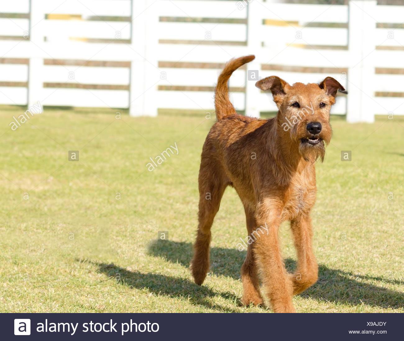 Abgedockter Schwanz Stockfotos Und Bilder Kaufen Alamy