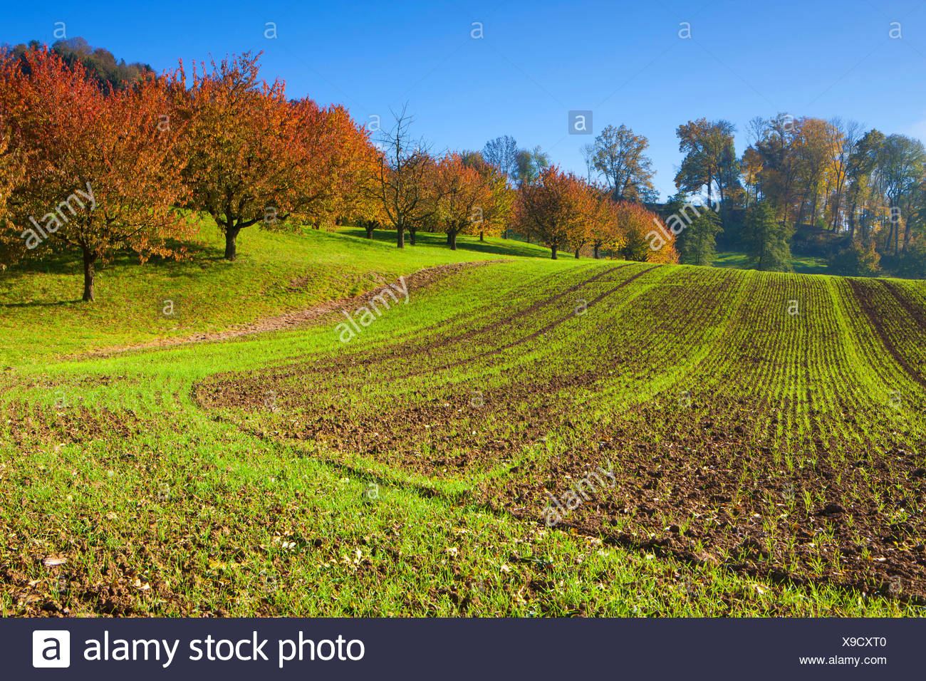 Gipf Oberfrick Schweiz Europa Kanton rgau Feld Baume Laubbaume Kirschbaume Herbst Stockfotografie Alamy