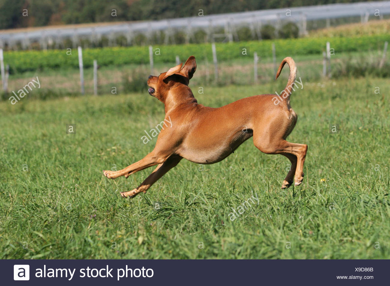 Rennender Hund Stockfotos &amp; Rennender Hund Bilder Alamy