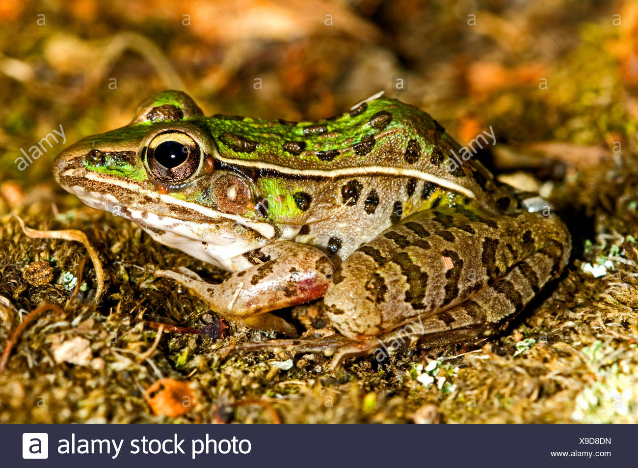 Leopardenfrosch Stockfotos Und Bilder Kaufen Alamy