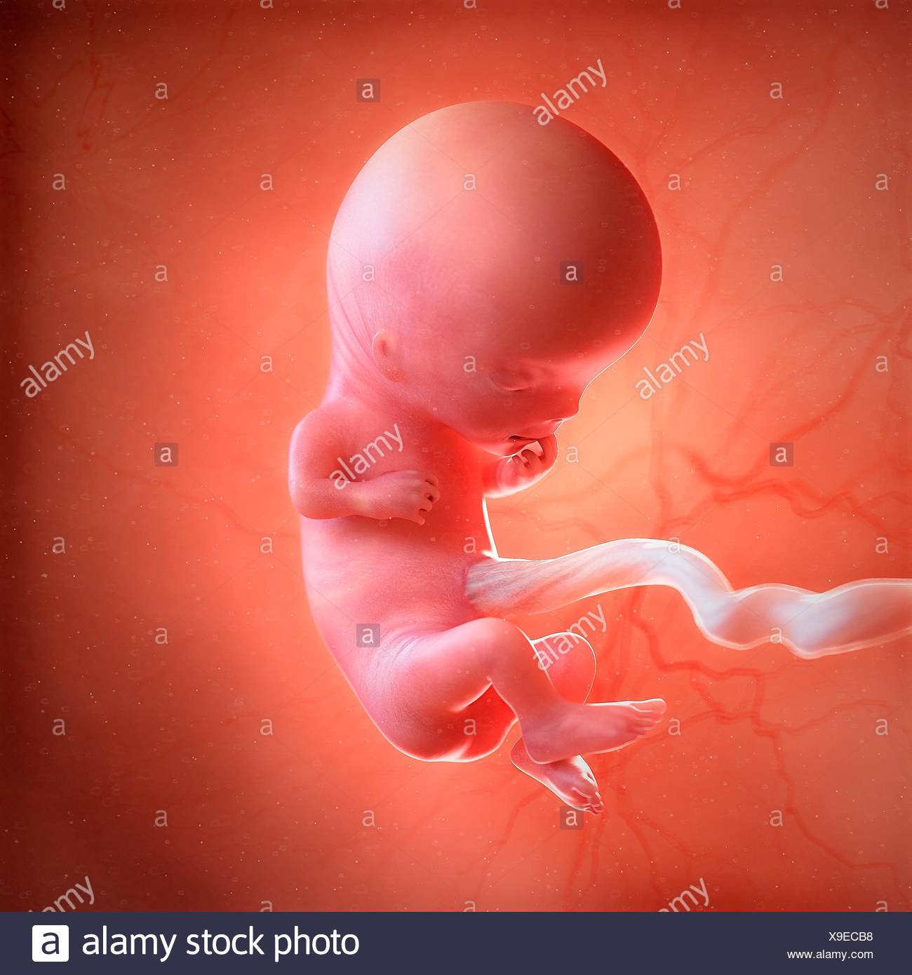 Menschlichen Fotus Alter 11 Wochen Abbildung Stockfotografie Alamy