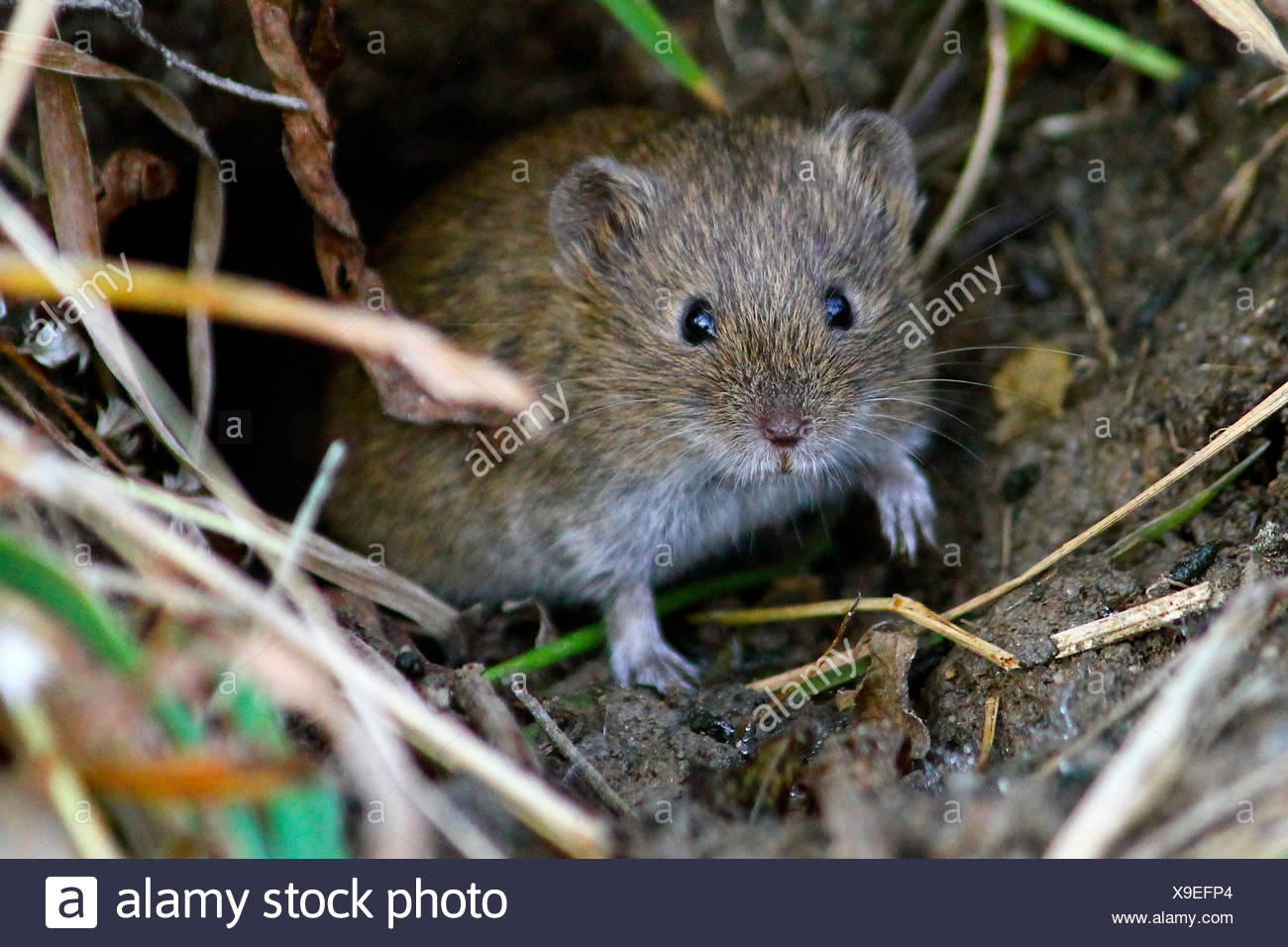 Waldmaus Langschwanzigen Feldmaus Apodemus Sylvaticus Waldmaus