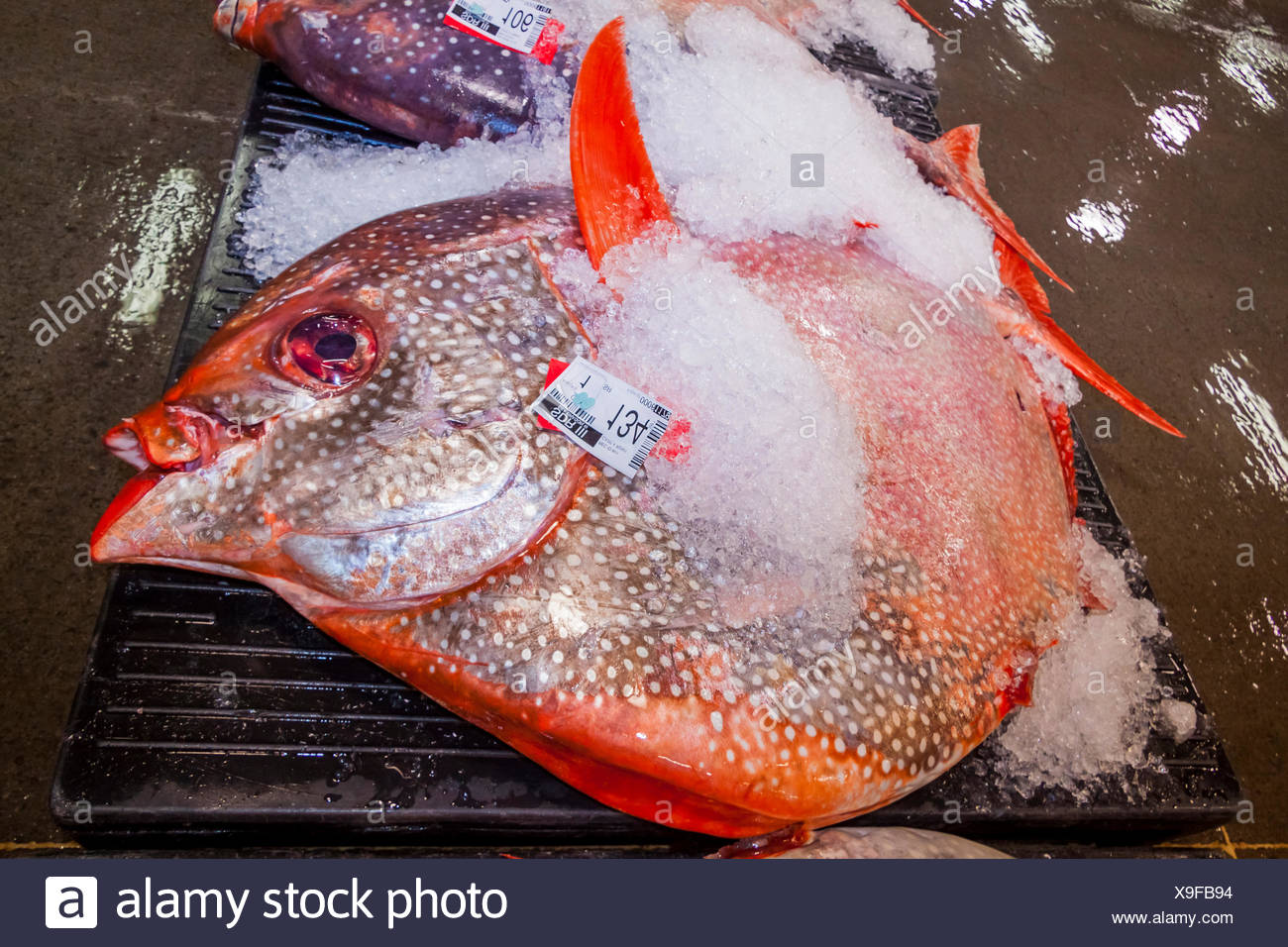 Moonfish bei Fischauktion, Lampris Guttatus, Hawaii, USA Stockfoto