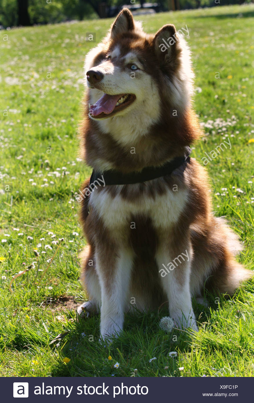 Mischling Hund (Canis Lupus F. Familiaris), Husky Mamalute Mischling