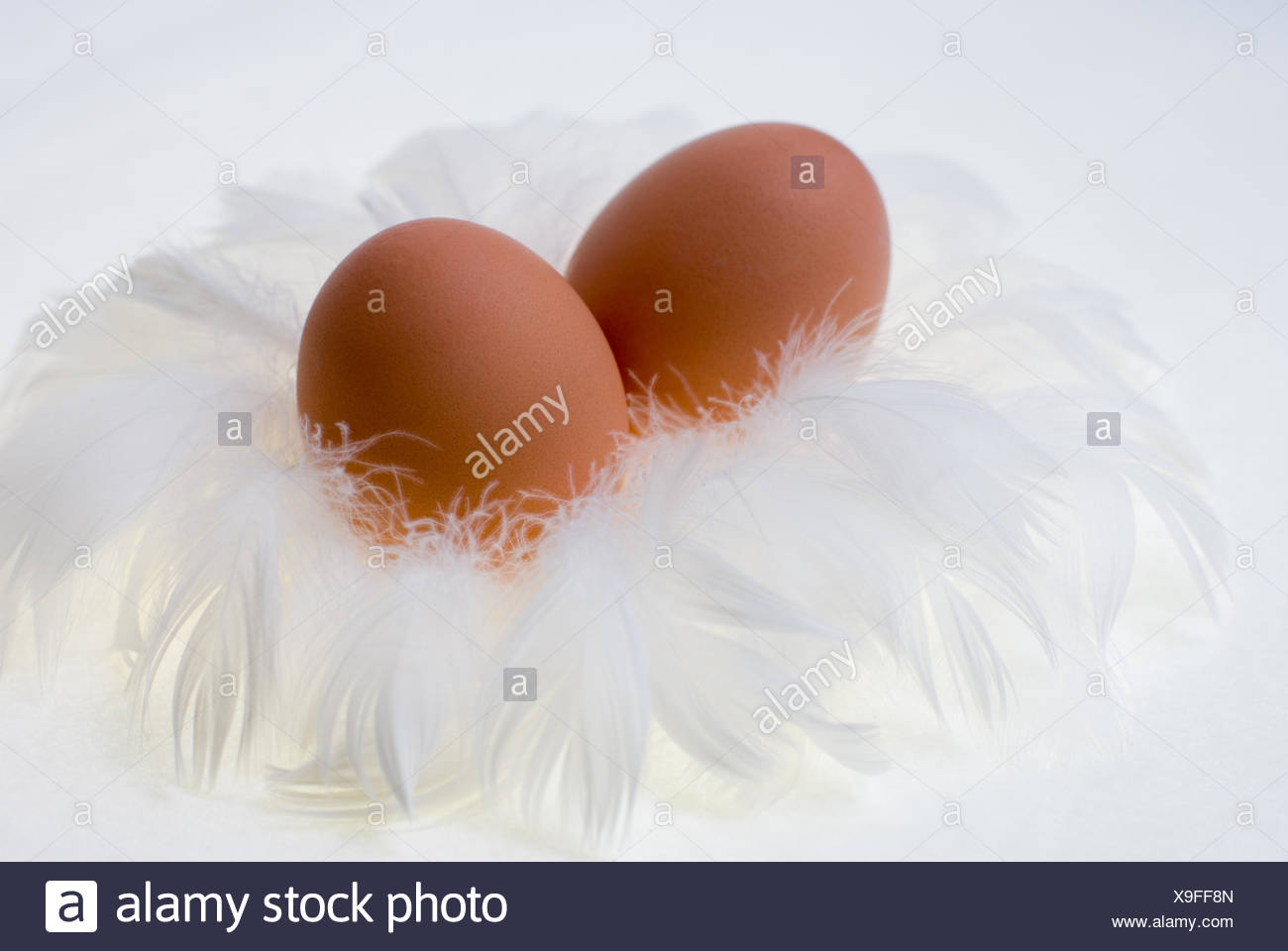 Nisten Federn Ei Stockfoto Bild 281239077 Alamy