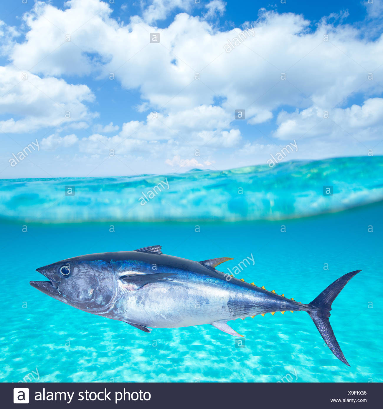 Roter Thun Thunnus Thynnus Stockfotos & Roter Thun Thunnus Thynnus