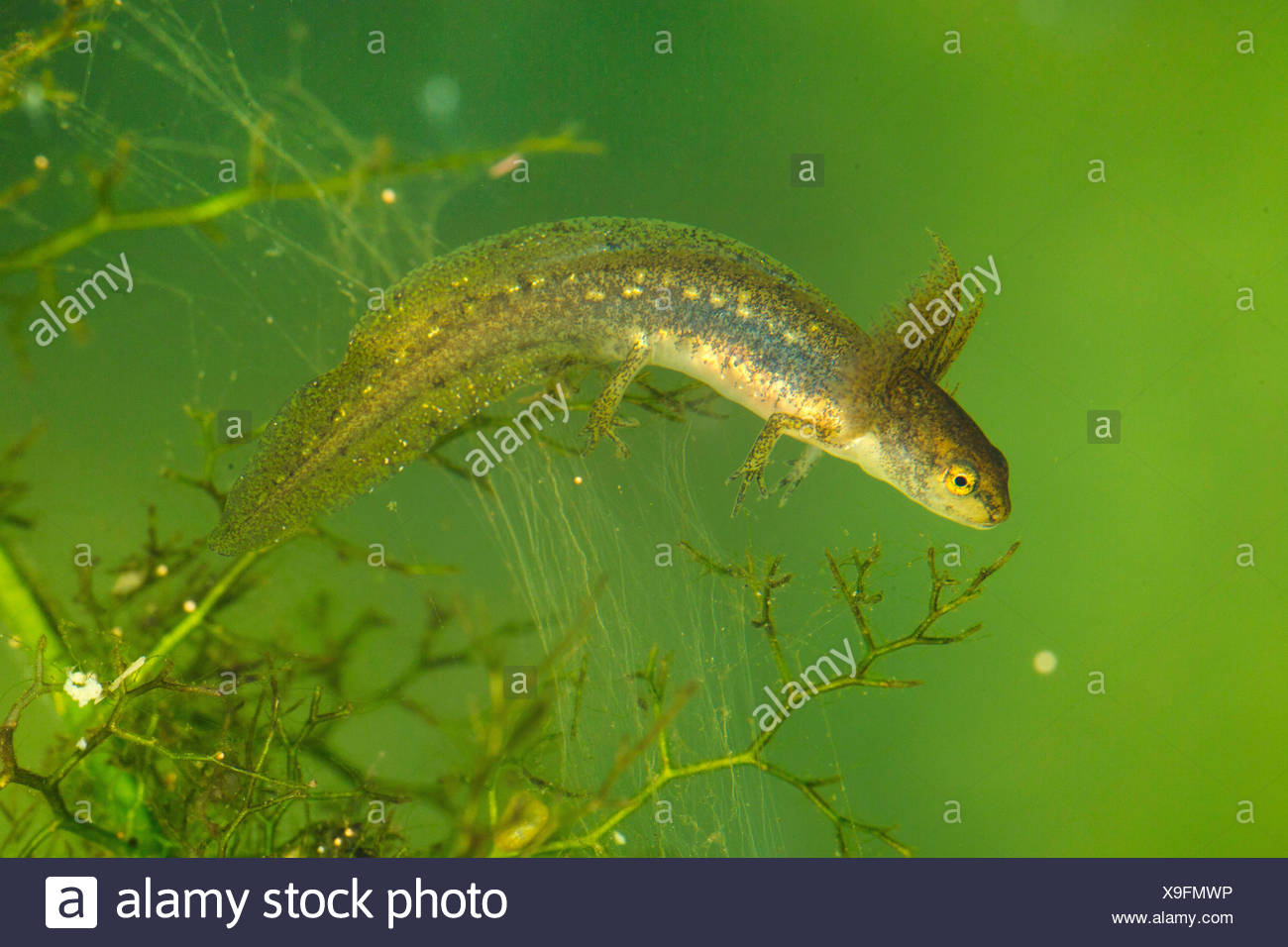 Teich Molche Stockfotos & Teich Molche Bilder Alamy