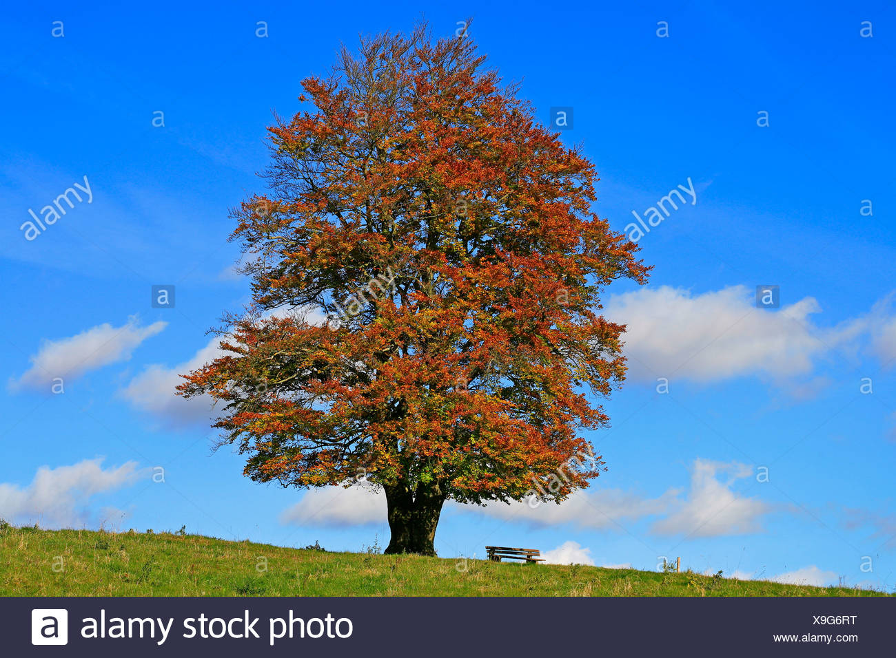 Buche Stockfotos und -bilder Kaufen - Alamy