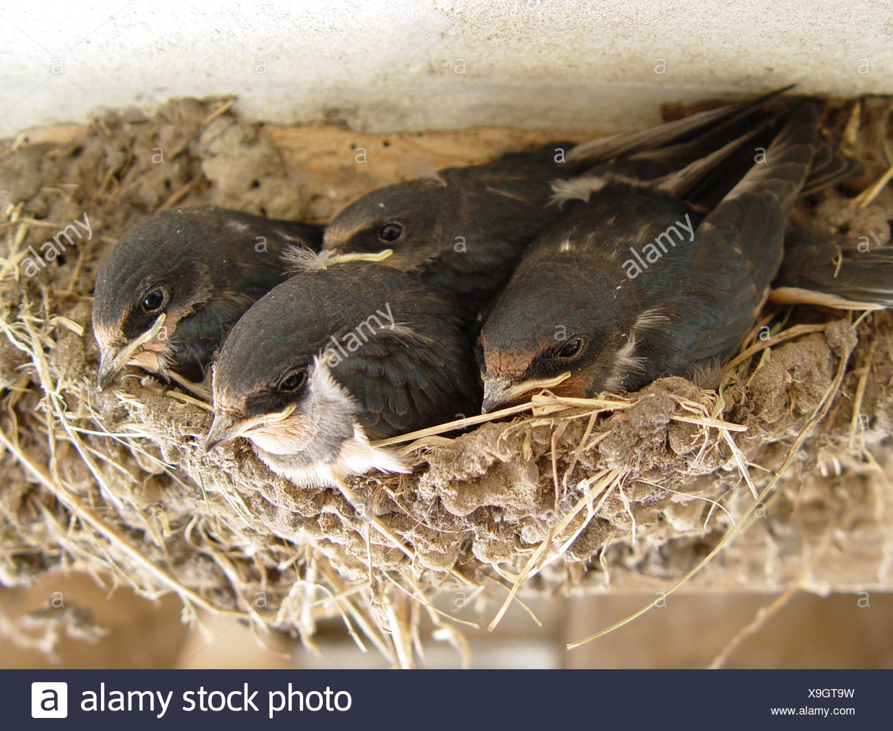 Junge Schwalben Im Nest 1 Rauch Stockfoto Bild 281268117 Alamy