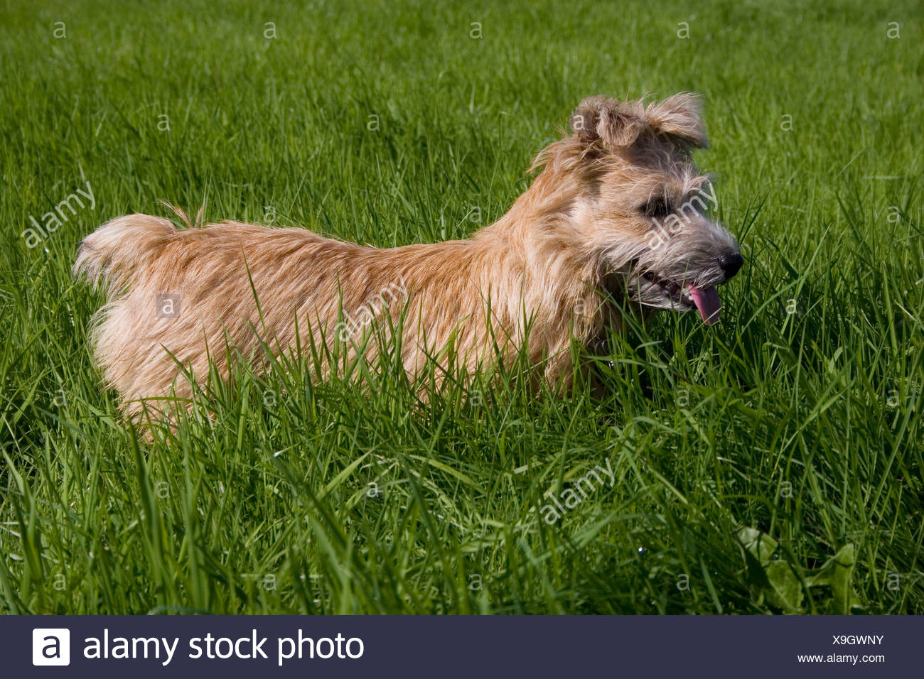 Norfolk Norwich Terrier Welpen In Rasen Stockfotografie Alamy