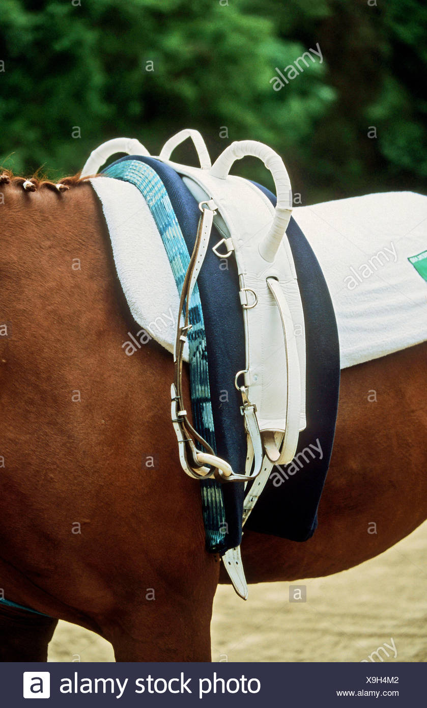 Vaulting Equipment Horse Saddle Stockfotos & Vaulting Equipment Horse