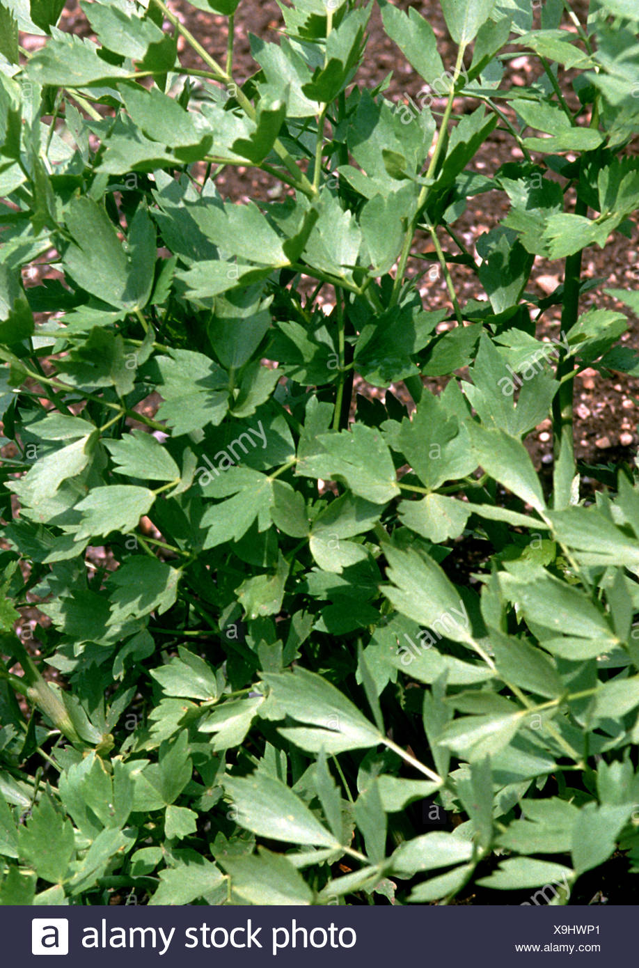 Garten Liebstockel Blase Samen Levisticum Officinale Stockfoto