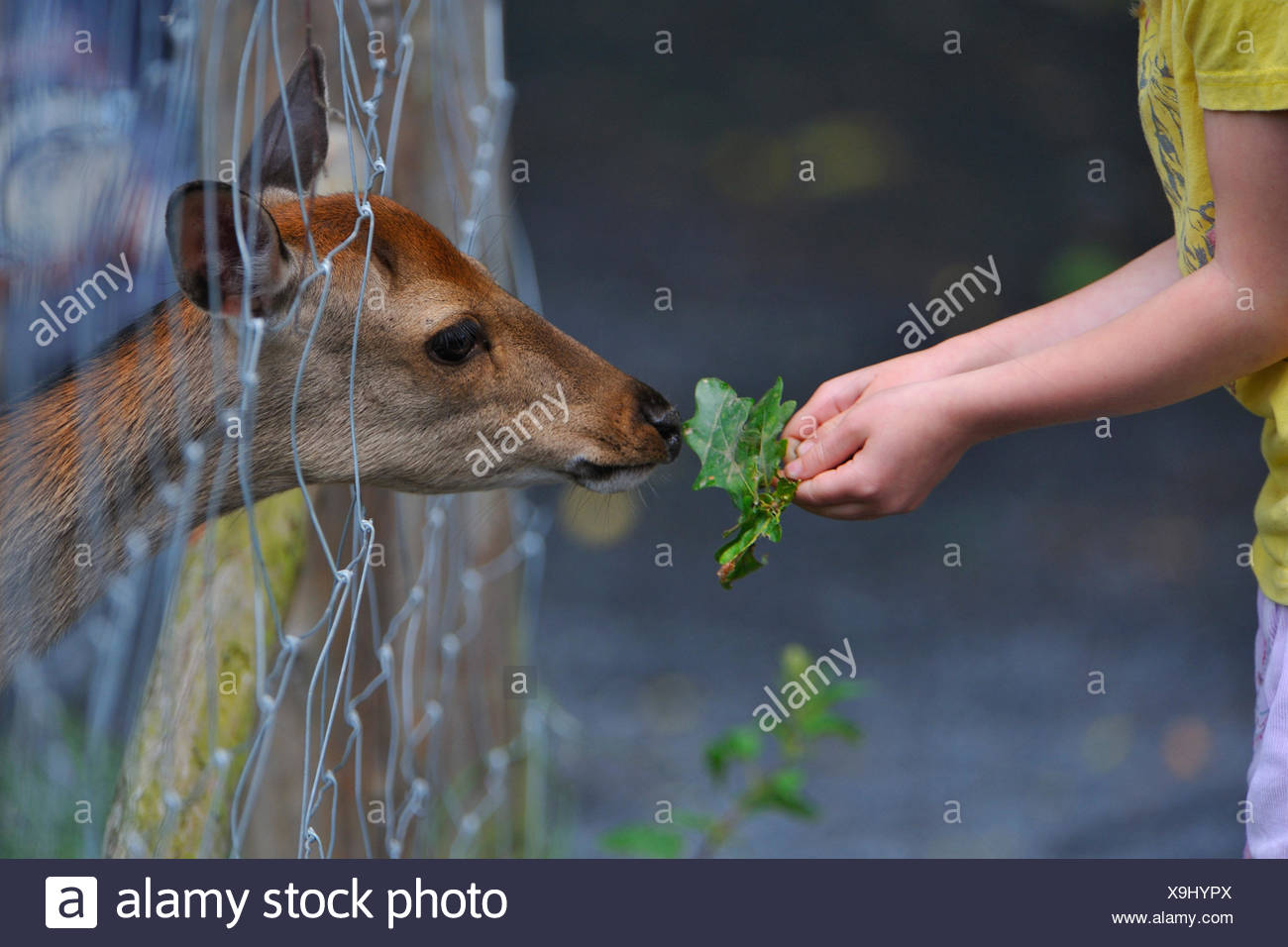 wildfutterung Stockfoto