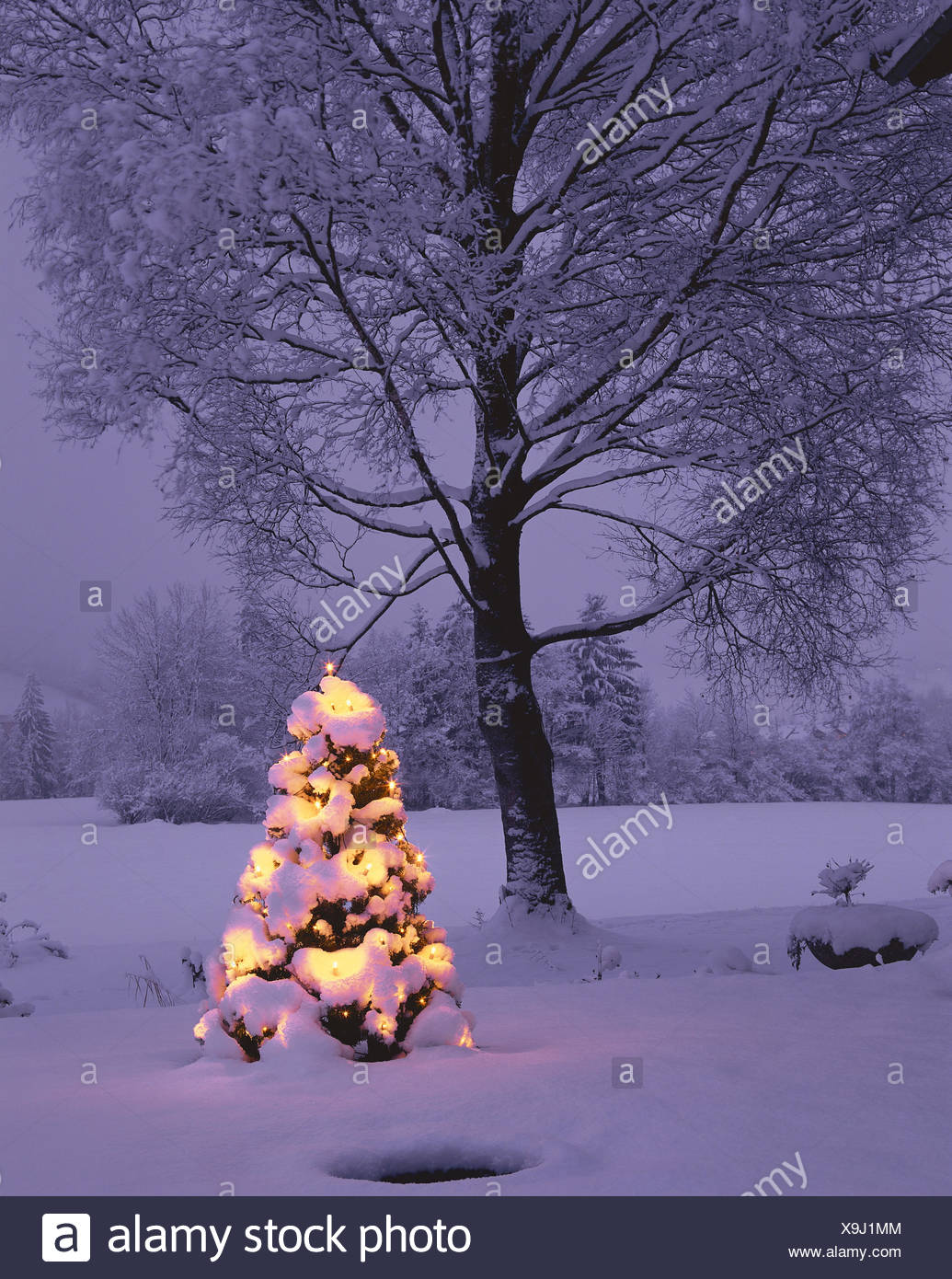 Garten Weihnachtsbaum Schnee Bedeckten Beleuchtung Kerze Beleuchtet Rallye Abend Saison Winter Winterliche Baume Breitblattrigen Baum Kahl Nadelbaum Weihnachtsbaum Schnee Lichter Atmospharische Verlassenen Dunstig Trub Weihnachten
