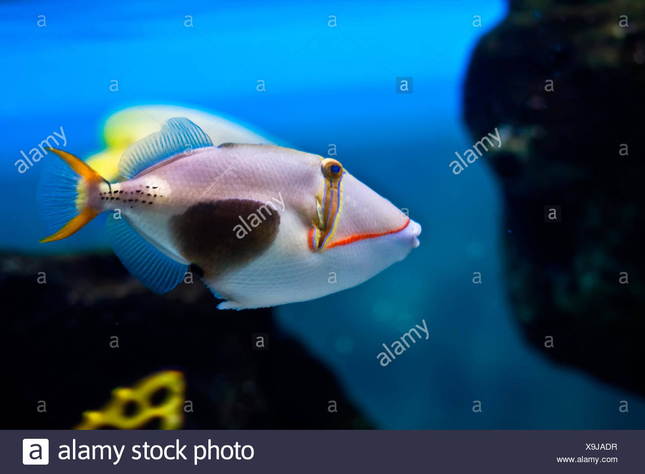 Schone Exotische Fische Stockfotografie Alamy