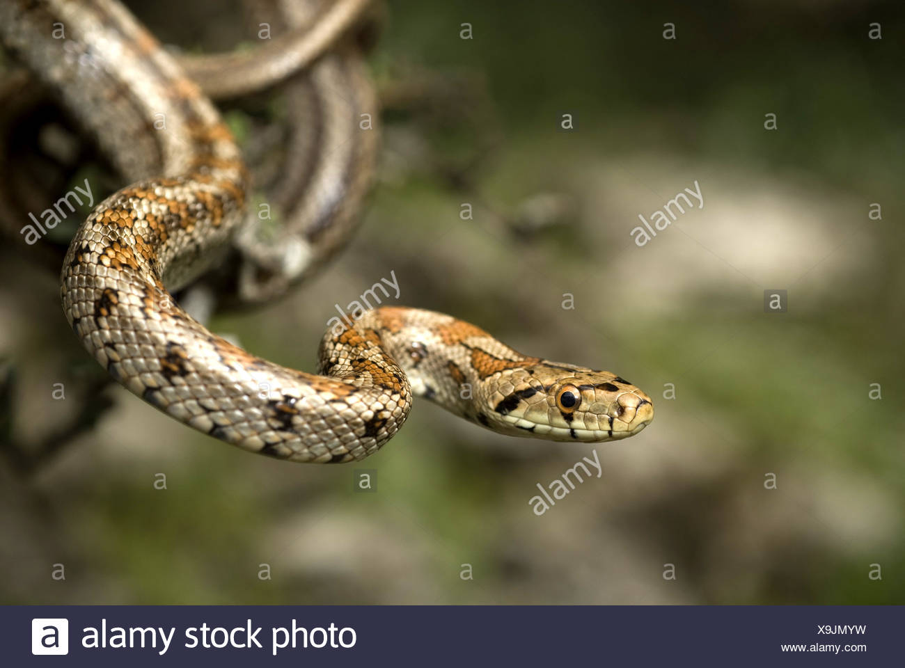 Schlangen Der Dodekanes Inseln Stockfotos Und Bilder Kaufen Alamy