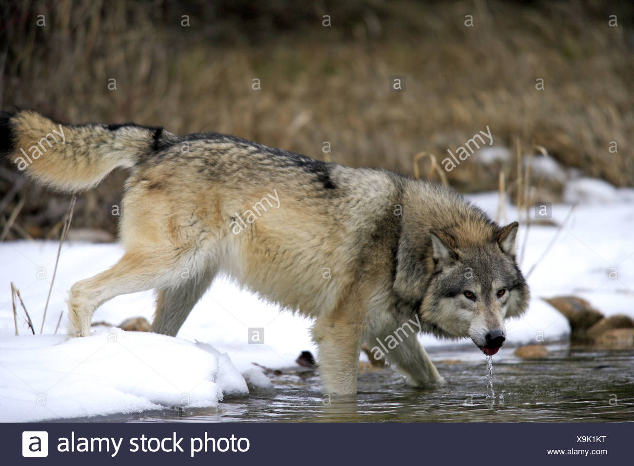 Graue Wolf Canis Lupus Erwachsene Winter Trinken Stehend Im Schnee Am Rand Des Wassers Montana Usa Captive Stockfotografie Alamy