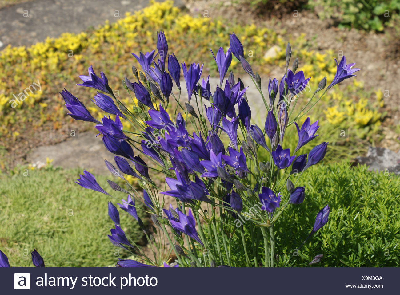 Blaue Triteleie Stockfotos und bilder Kaufen Alamy