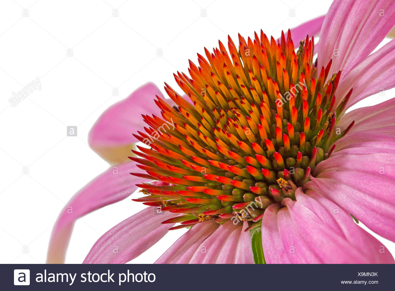 Garten Blume Pflanze Blute Blute Bluhen Bluhende