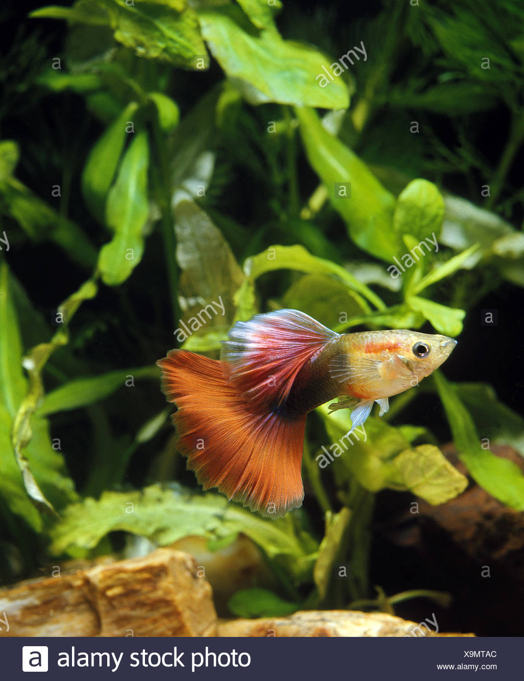 Guppy Poecilia Reticulata Aquarium Fische Stockfoto Bild