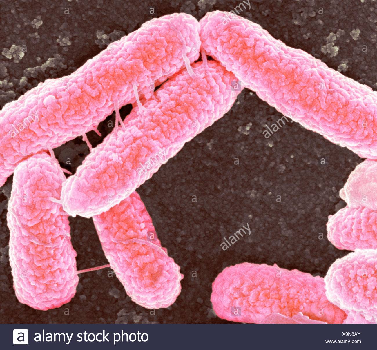 Escherichia Coli Micrograph Stockfotos und bilder Kaufen Alamy