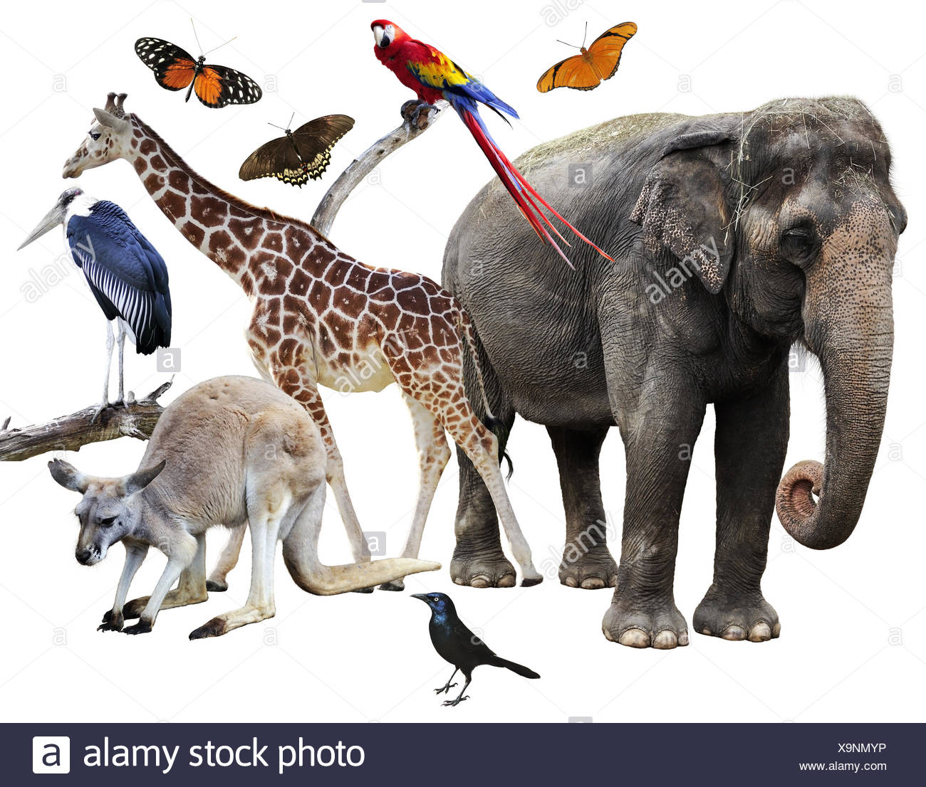 Tiere Collage Stockfotografie Alamy