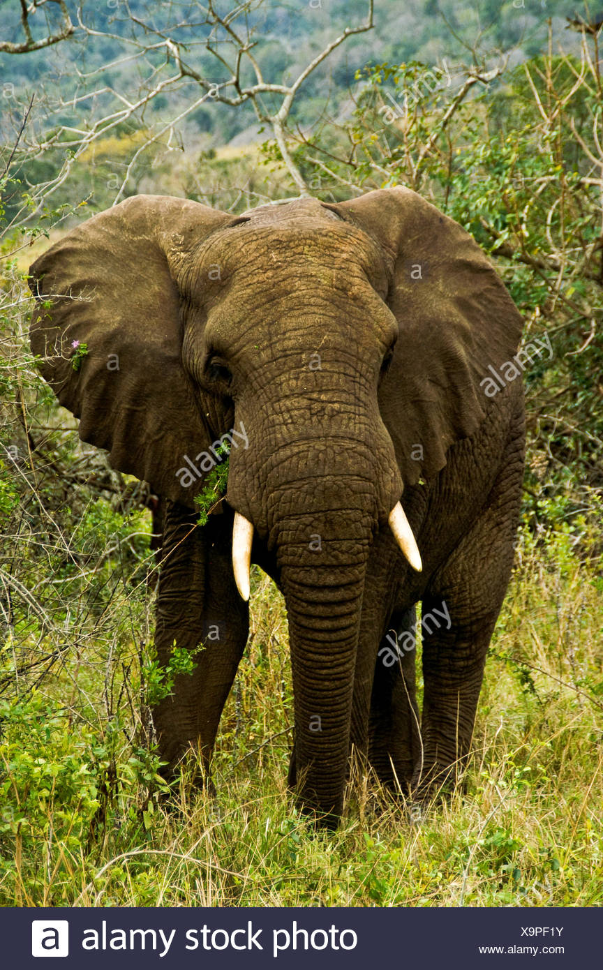 Afrika Elefanten Elfenbein Sudafrika Safari Russel Tier Saugetier Kreatur Nase Stockfotografie Alamy