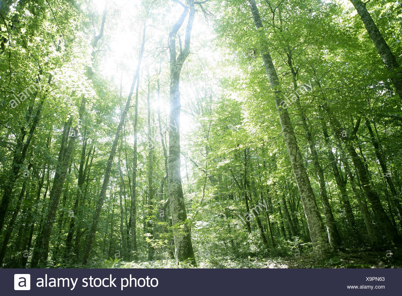 Schone Beauteously Schon Blatt Gesundheit Umwelt Umwelt Farbe Stockfotografie Alamy