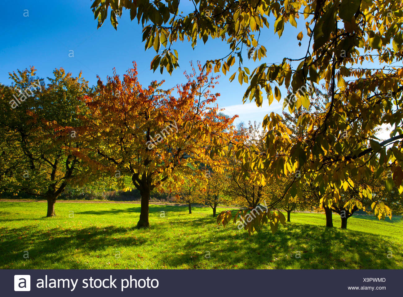 Gipf Oberfrick Schweiz Europa Kanton rgau Baume Laubbaume Kirschbaume Herbst Stockfotografie Alamy