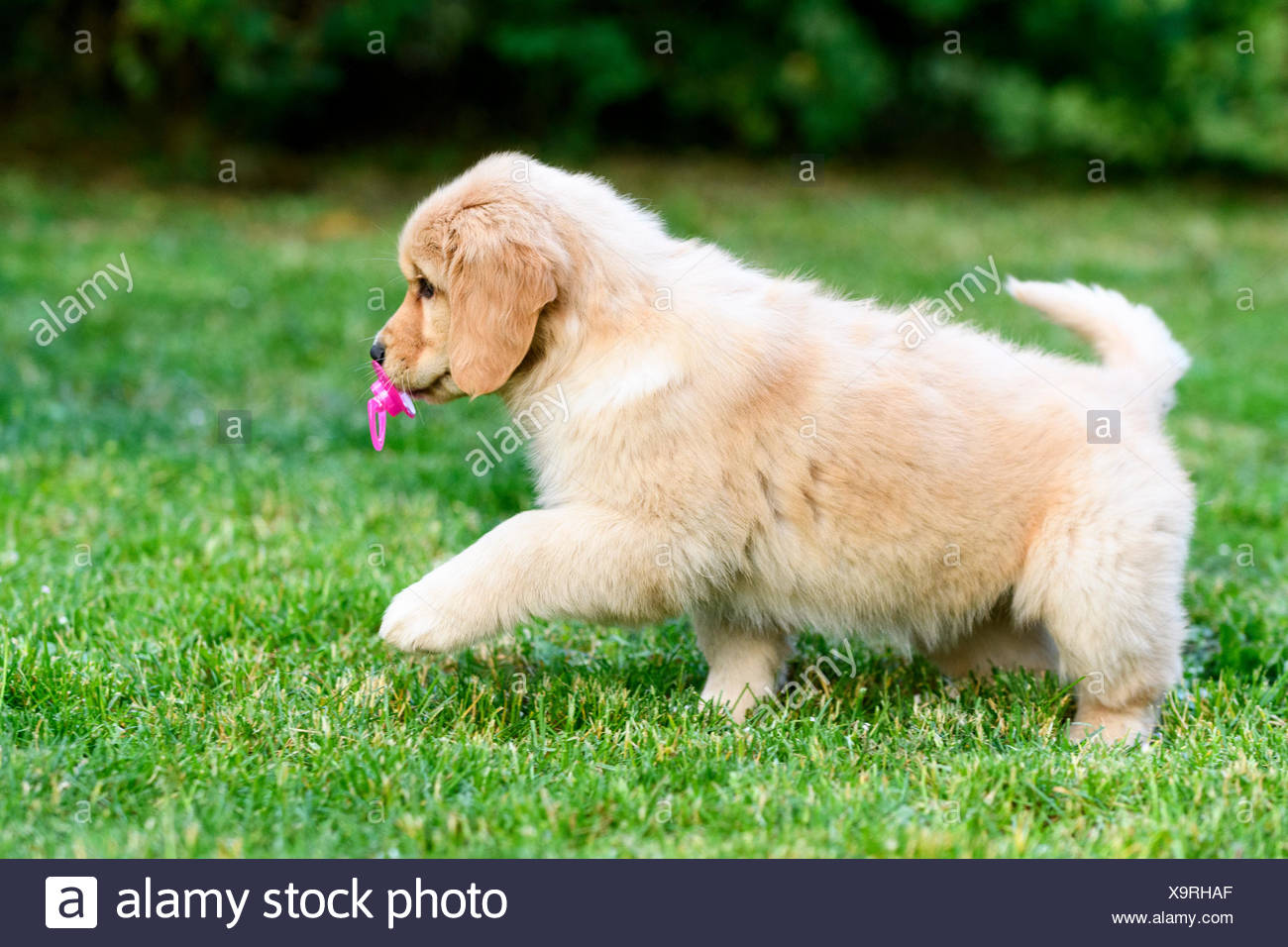 Ein 8 Wochen Alten Golden Retriever Welpen Mit Einem Baby