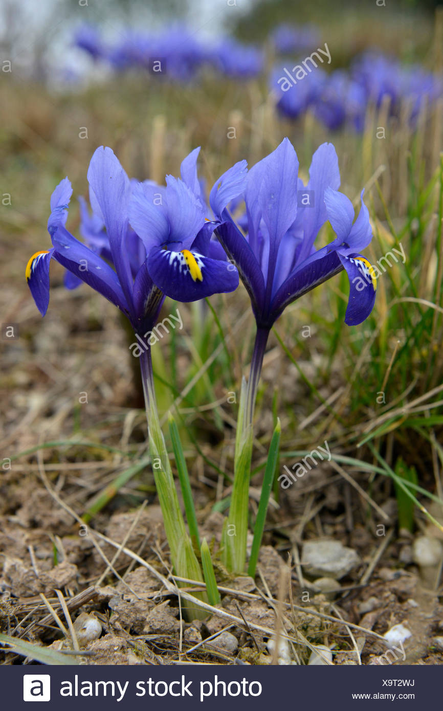 Iris Iris Reticulata Deutschland Baden Wurttemberg Weinheim