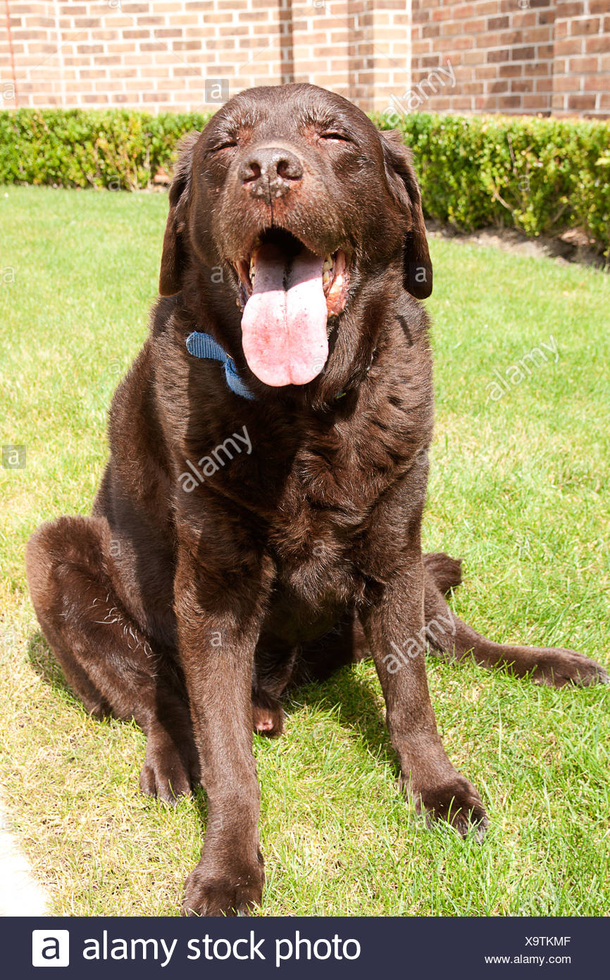Altere Leber Labrador Arthritis Leiden Stockfotografie Alamy