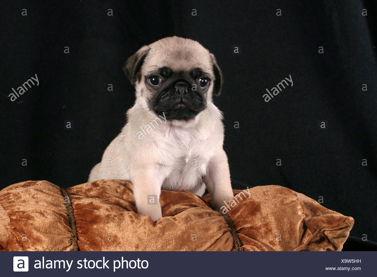 Mops Welpe Auf Kissen / Mops Welpen Stockfoto, Bild 281451005 Alamy