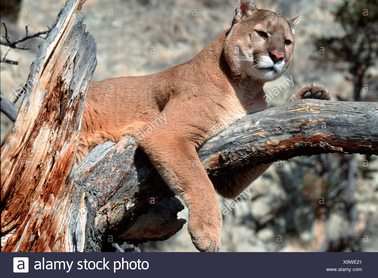 PUMA Berglöwe Silberloewe Puma Stockfoto, Bild PUMA Berglöwe Silberloewe Puma Stockfoto, Bild