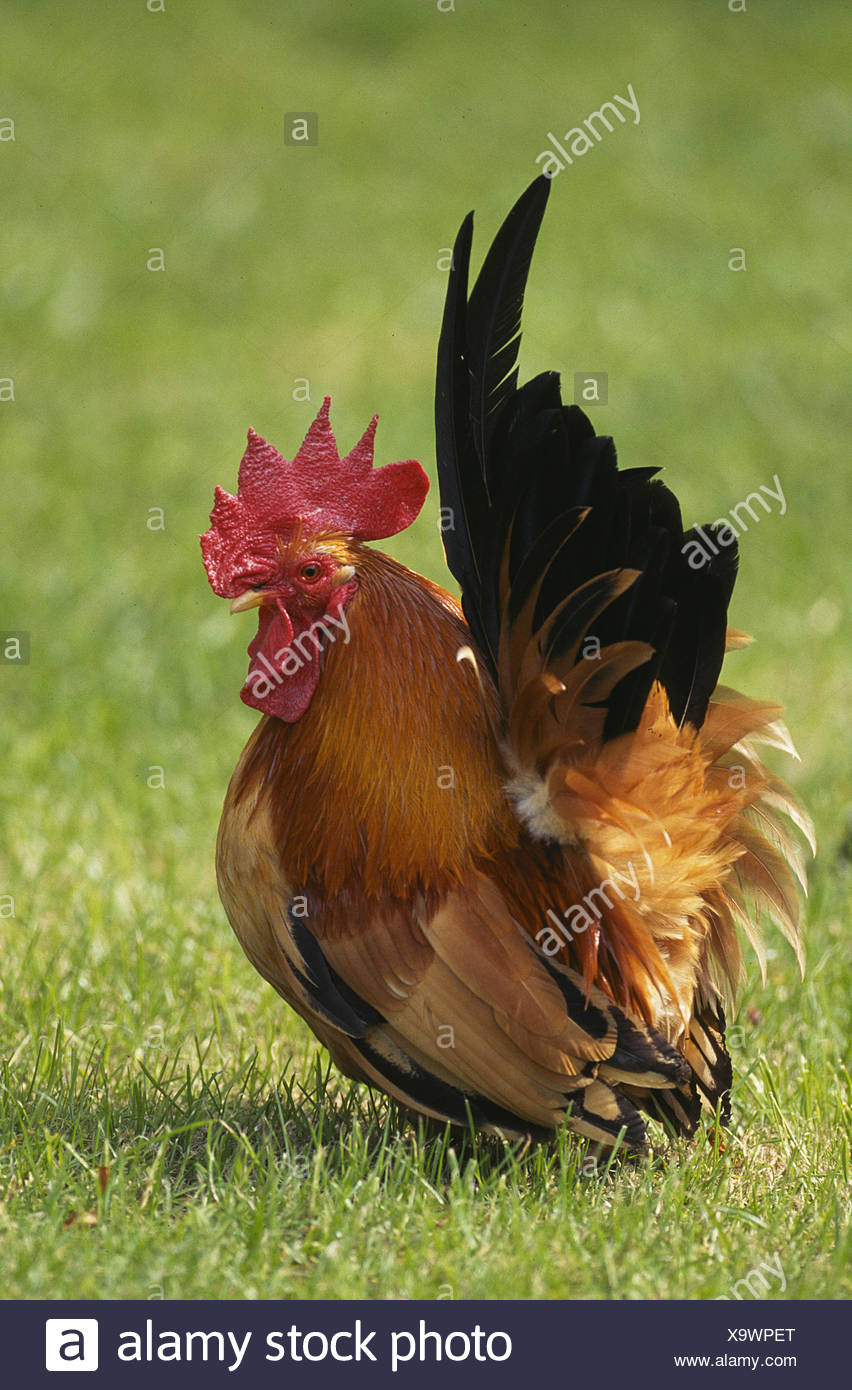 Huhn Auf Englisch Huhn Auf Englisch